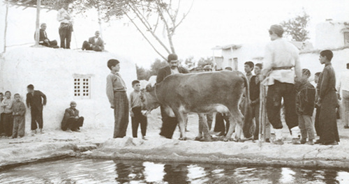 The Cow
