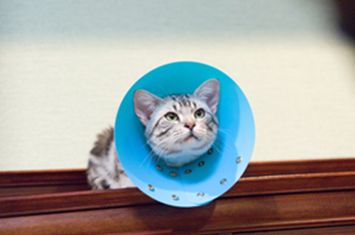 Goo Goo the Cat